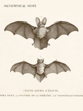 Bat wall art